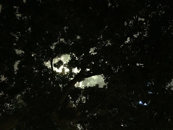 Tree branches were too thick to really see fireworks. But you can hear them and see enough. 